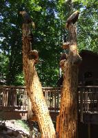 Tree stump carving
