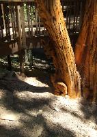 Still rooted tree stump carving